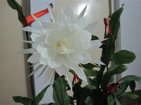 曇花開花|曇花 Epiphyllum 